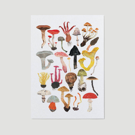 Mushrooms and Toadstools Art Print: A3